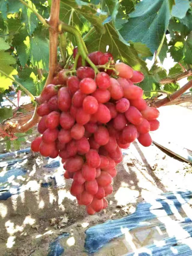 1661997711324545.png 图片3.png